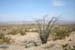 Ocotillo and Quartzsite Desert