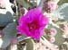 Beavertail Cactus in the Shade