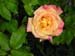Hazel St Rose